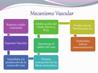 Ruptura o daño 
endotelial 
Espasmo Vascular 
Inmediata a la 
producción de la 
rotura del vaso 
Inhibe acción del 
Oxido Nítrico y 
PGI2 
Disminuye el 
calibre del vaso 
Potente 
contracción de las 
fibras musculares 
Producción de 
Tromboxano A2 
Endotelina 
(efecto 
vasoconstrictor) 
 