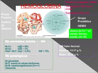 Normal Hemo Comprehensive Physiology of Blood: Functions, Components, and ...