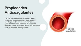 Propiedades
Anticoagulantes
Las células endoteliales son romboides y
contiguas, proporcionando una superficie
interna lisa del que previene turbulencias
dañinas que de otro modo activar las plaquetas
y las enzimas de la coagulación.
 