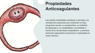 Propiedades
Anticoagulantes
Las células endoteliales sintetizan y secretan una
variedad de sustancias que mantienen un flujo
sanguíneo normal. La prostaciclina, un inhibidor
de plaquetas y un vasodilatador, se sintetiza a
través de la vía del ácido araquidónico y previene
activación plaquetaria innecesaria o indeseable en
vasos intactos.
 
