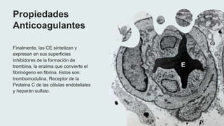 Propiedades
Anticoagulantes
Finalmente, las CE sintetizan y
expresan en sus superficies
inhibidores de la formación de
trombina, la enzima que convierte el
fibrinógeno en fibrina. Estos son:
trombomodulina, Receptor de la
Proteína C de las células endoteliales
y heparán sulfato.
 