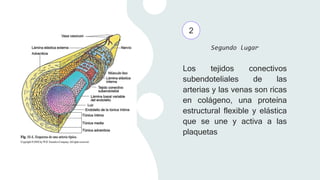 Los tejidos conectivos
subendoteliales de las
arterias y las venas son ricas
en colágeno, una proteína
estructural flexible y elástica
que se une y activa a las
plaquetas
Segundo lugar
2
 