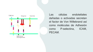 Las células endoteliales
dañadas o activadas secretan
el factor de Von Willebrand así
como moléculas de Adhesión
como P-selectina, ICAM,
PECAM.
 