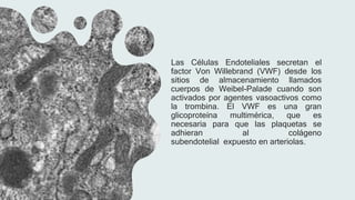 Las Células Endoteliales secretan el
factor Von Willebrand (VWF) desde los
sitios de almacenamiento llamados
cuerpos de Weibel-Palade cuando son
activados por agentes vasoactivos como
la trombina. El VWF es una gran
glicoproteína multimérica, que es
necesaria para que las plaquetas se
adhieran al colágeno
subendotelial expuesto en arteriolas.
 