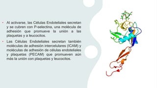 • Al activarse, las Células Endoteliales secretan
y se cubren con P-selectina, una molécula de
adhesión que promueve la unión a las
plaquetas y a leucocitos.
• Las Células Endoteliales secretan también
moléculas de adhesión intercelulares (ICAM) y
moléculas de adhesión de células endoteliales
y plaquetas (PECAM) que promueven aún
más la unión con plaquetas y leucocitos.
 
