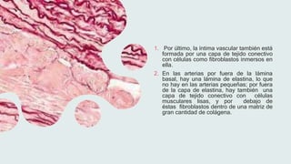 1. Por último, la íntima vascular también está
formada por una capa de tejido conectivo
con células como fibroblastos inmersos en
ella.
2. En las arterias por fuera de la lámina
basal, hay una lámina de elastina, lo que
no hay en las arterias pequeñas; por fuera
de la capa de elastina, hay también una
capa de tejido conectivo con células
musculares lisas, y por debajo de
éstas fibroblastos dentro de una matriz de
gran cantidad de colágena.
 