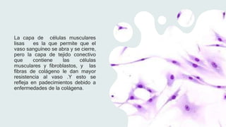 La capa de células musculares
lisas es la que permite que el
vaso sanguíneo se abra y se cierre,
pero la capa de tejido conectivo
que contiene las células
musculares y fibroblastos, y las
fibras de colágeno le dan mayor
resistencia al vaso .Y esto se
refleja en padecimientos debido a
enfermedades de la colágena.
 
