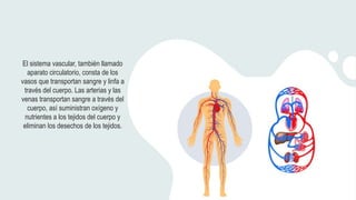 El sistema vascular, también llamado
aparato circulatorio, consta de los
vasos que transportan sangre y linfa a
través del cuerpo. Las arterias y las
venas transportan sangre a través del
cuerpo, así suministran oxígeno y
nutrientes a los tejidos del cuerpo y
eliminan los desechos de los tejidos.
 