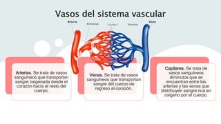 Vasos del sistema vascular
Arterias. Se trata de vasos
sanguíneos que transportan
sangre oxigenada desde el
corazón hacia el resto del
cuerpo.
Venas. Se trata de vasos
sanguíneos que transportan
sangre del cuerpo de
regreso al corazón.
Capilares. Se trata de
vasos sanguíneos
diminutos que se
encuentran entre las
arterias y las venas que
distribuyen sangre rica en
oxígeno por el cuerpo.
 