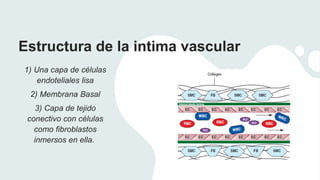 Estructura de la intima vascular
1) Una capa de células
endoteliales lisa
2) Membrana Basal
3) Capa de tejido
conectivo con células
como fibroblastos
inmersos en ella.
 