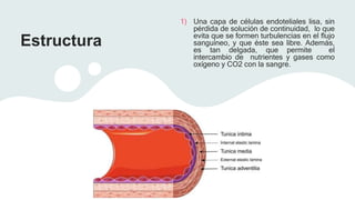 Estructura
1) Una capa de células endoteliales lisa, sin
pérdida de solución de continuidad, lo que
evita que se formen turbulencias en el flujo
sanguíneo, y que éste sea libre. Además,
es tan delgada, que permite el
intercambio de nutrientes y gases como
oxígeno y CO2 con la sangre.
 