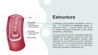 Estructura
2) Alrededor de las células endoteliales, como un
tubo se encuentra la membrana basal. La
membrana basal ó lámina basal está hecha
de material extracelular, producido por las células
endoteliales y fibroblastos.
En el caso particular de las membranas basales de
alrededor de los capilares, además de todo este
material, las células endoteliales secretan unas
moléculas de una sustancia que forma polímeros,
los cuales a su vez se unen formando multímeros,
dando lugar a una molécula de muy alto peso
molecular ( de hasta 20 millones de pm).
 