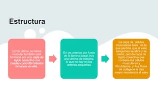 Estructura
3) Por último, la íntima
vascular también está
formada por una capa de
tejido conectivo con
células como fibroblastos
inmersos en ella.
En las arterias por fuera
de la lámina basal, hay
una lámina de elastina,
lo que no hay en las
arterias pequeñas
La capa de células
musculares lisas es la
que permite que el vaso
sanguíneo se abra y se
cierre, pero la capa de
tejido conectivo que
contiene las células
musculares y
fibroblastos, y las fibras
de colágeno le dan
mayor resistencia al vaso
.
 