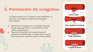 3. Formación de coágulos:
La hemostasia es un sistema que mediante un
proceso complejo cumple dos funciones
principales:
● Mantener la sangre en un estado líquido,
ﬂuido que permita la circulación en los
vasos sanguíneos;
● Suprimir la salida de sangre desde el
espacio intravascular a través de un vaso
lesionado (con pérdida de la continuidad)
 