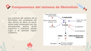 Componentes del sistema de ﬁbrinólisis
Las enzimas del sistema de la
ﬁbrinólisis son proteasas del
tipo serina, es decir, su locus
activo está compuesto por los
aminoácidos serina, ácido
aspártico e histidina, dando
lugar a la llamada región
catalítica.
 