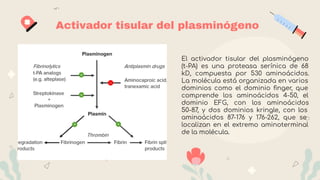 Activador tisular del plasminógeno
El activador tisular del plasminógeno
(t-PA) es una proteasa serínica de 68
kD, compuesta por 530 aminoácidos.
La molécula está organizada en varios
dominios como el dominio ﬁnger, que
comprende los aminoácidos 4-50, el
dominio EFG, con los aminoácidos
50-87, y dos dominios kringle, con los
aminoácidos 87-176 y 176-262, que se
localizan en el extremo aminoterminal
de la molécula.
 