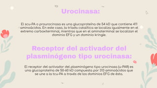 El scu-PA o prourocinasa es una glucoproteína de 54 kD que contiene 411
aminoácidos. En este caso, la tríada catalítica se localiza igualmente en el
extremo carboxiterminal, mientras que en el aminoterminal se localizan el
dominio EFG y un dominio kringle.
Urocinasa:
Receptor del activador del
plasminógeno tipo urocinasa:
El receptor del activador del plasminógeno tipo urocinasa (u-PAR) es
una glucoproteína de 50-60 kD compuesta por 313 aminoácidos que
se une a la tcu-PA a través de los dominios EFG de ésta.
 