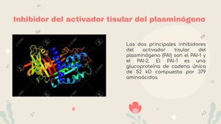Inhibidor del activador tisular del plasminógeno
Los dos principales inhibidores
del activador tisular del
plasminógeno (PAI) son el PAI-1 y
el PAI-2. El PAI-1 es una
glucoproteína de cadena única
de 52 kD compuesta por 379
aminoácidos.
 