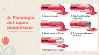 2. Fisiología
del tapón
plaquetario
 