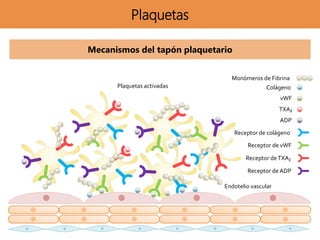 Plaquetas
Mecanismos del tapón plaquetario
Monómeros de Fibrina
Colágeno
vWF
Receptor de vWF
Receptor deTXA₂
Receptor de A...