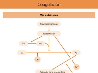 Traumatismo tisular
Factor tisular
VII VIIa
X Xa
Ca+2
Ca+2
Activador de la protrombina
Coagulación
Vía extrínseca
 