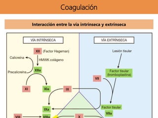 Coagulación
Interacción entre la vía intrínseca y extrínseca
 