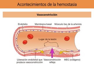 Acontecimientos de la hemostasia
Vasoconstricción
 