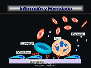 Inflamación y Hemostasia Subendotelio Plaquetas Macrófago PMN P-Selectinas Dr. Carlos Javier Regazzoni, Hospital de Clínic...