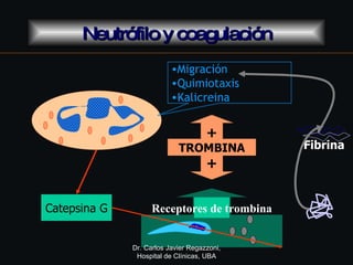 Neutrófilo y coagulación Receptores de trombina Catepsina G + TROMBINA + <ul><li>Migración </li></ul><ul><li>Quimiotaxis <...