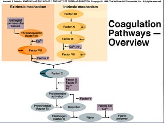 Guyton –Hall Tratado de Fisiología Medica, Decima Edición – Mc Graw Hill. 2003. Pág. 509 – 521.HEMOSTASIA Y ANTICOAGULACIONRobbins Patología Estructural y Funcional– Sexta Edición, Mc Graw Hill, 2003;  Trastornos Hemodinámicos, Trombosis y shock, Pág. 121-147.  HEMOSTASIA Y ANTICOAGULACIONRobbins Patología Estructural y Funcional– Sexta Edición, Mc Graw Hill, 2003;  Trastornos Hemodinámicos, Trombosis y shock, Pág. 121-147.  HEMOSTASIA Y ANTICOAGULACIONEn la década de 1960, dos grupos propusieron un modelo	de coagulación que contemplaba una “cascada” enzimática	compuesta por una serie de etapas secuenciales, en las que la  activación de un factor de coagulación activa al siguiente.Vía intrínseca.