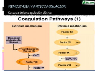 Formación de coagulo 15 – 20 seg.