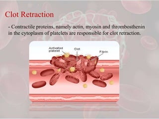 Clot Retraction Process Hemostasis | PPTX