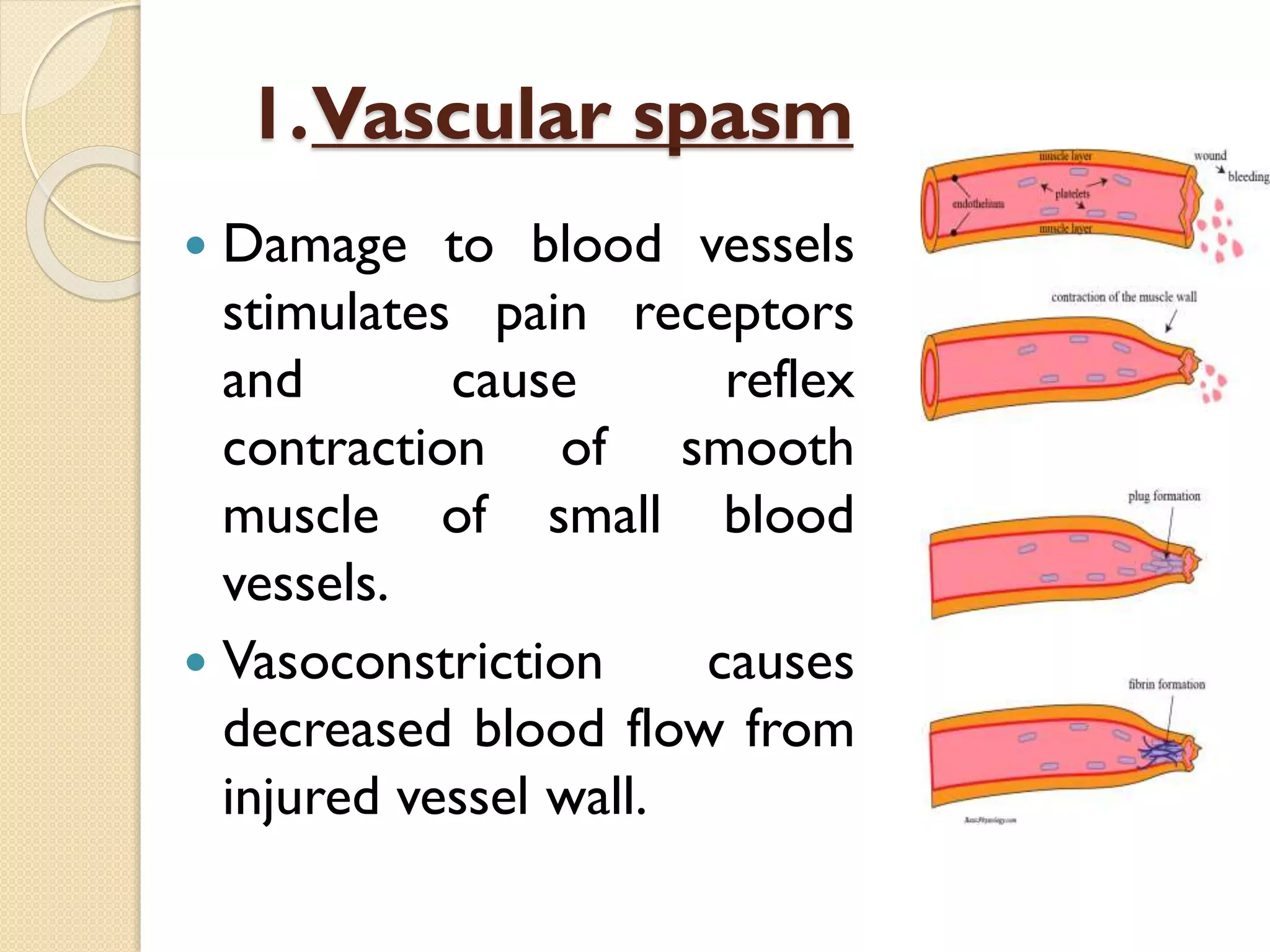 1.Vascular spasm
 Damage to blood vessels
stimulates pain receptors
and cause reflex
contraction of smooth
muscle of small blood
vessels.
 Vasoconstriction causes
decreased blood flow from
injured vessel wall.
 