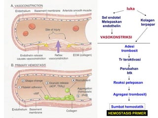luka Sel endotel  Melepaskan endothelin VASOKONSTRIKSI Kolagen  terpapar Adesi trombosit Tr teraktivasi Perubahan  btk Reaksi pelepasan Agregasi trombosit) Sumbat hemostatik HEMOSTASIS PRIMER 