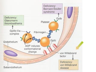 Pemeriksaan laboratorium CT normal BT memanjang Jumlah trombosit normal APTT normal PT normal TT normal Penyakit Von Willebrand Skrining 