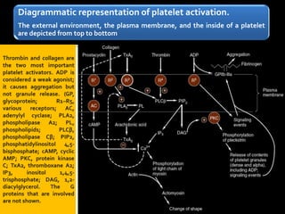 Diagrammatic representation of platelet activation.
The external environment, the plasma membrane, and the inside of a platelet
are depicted from top to bottom
 