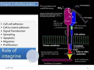 31-08-2015 14
Intergrine: A cell surface receptors
• Cell-cell adhesion
• Cell to matrix adhesion
• SignalTransduction
• Spreading
• Apoptosis
• Migration
• Proliferation
Role of
integrine
 