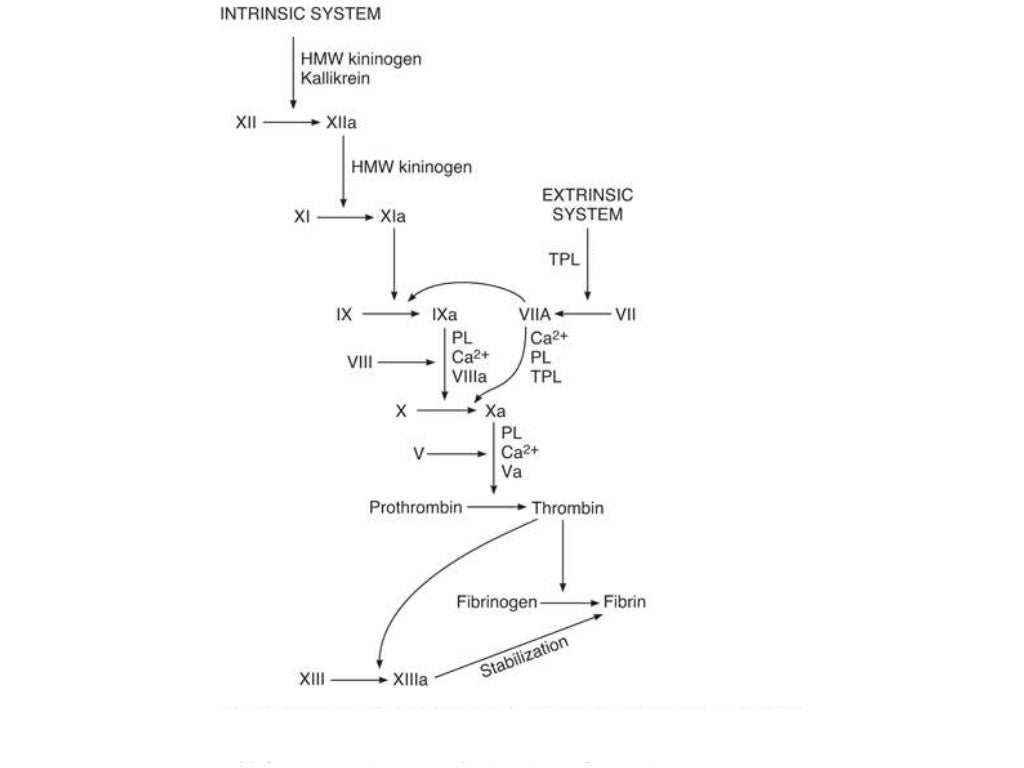 andexxa mechanism of action andexxa mechanism of action