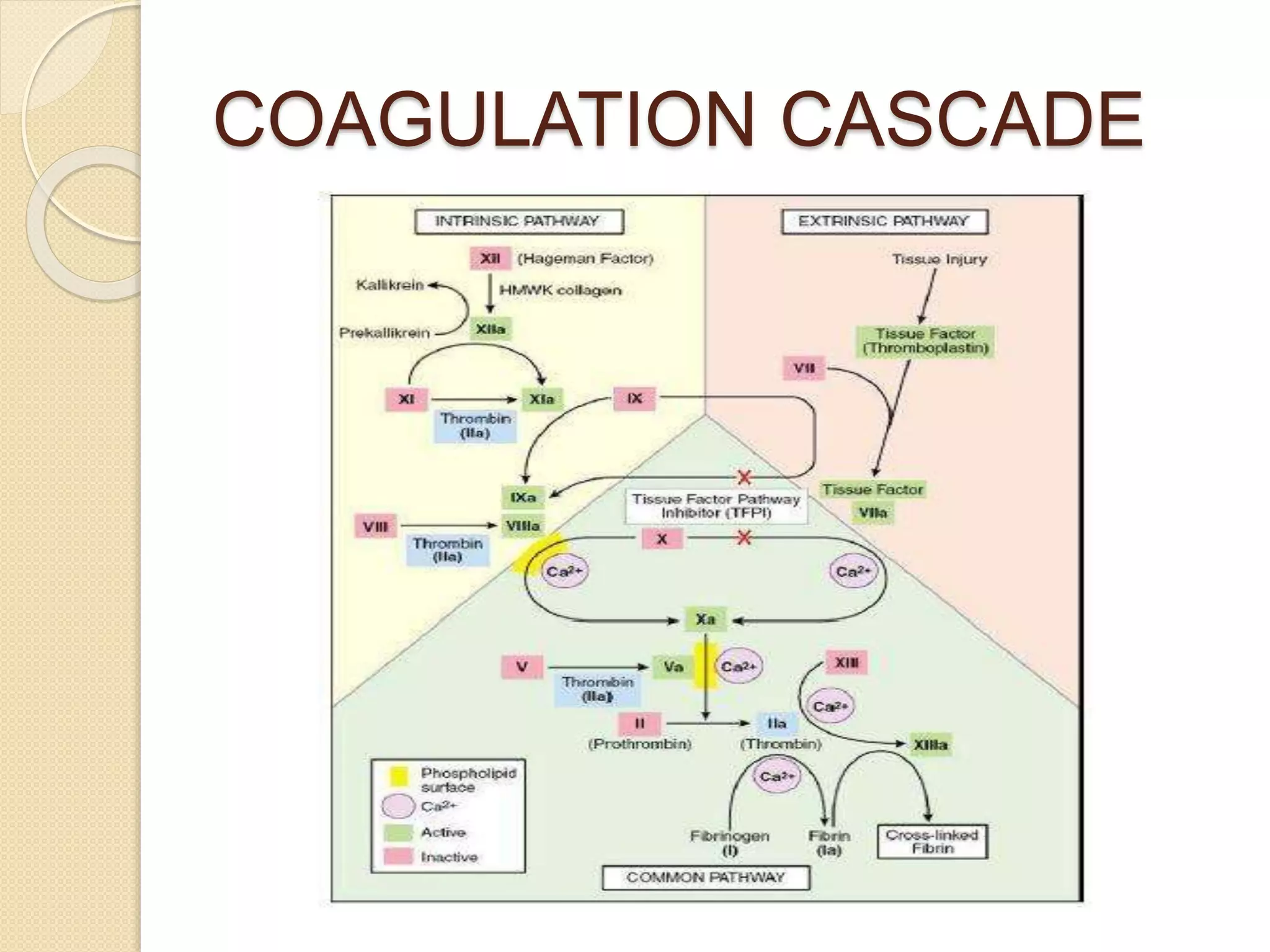 Hemostasis and blood coagulation general pathology | PPTX