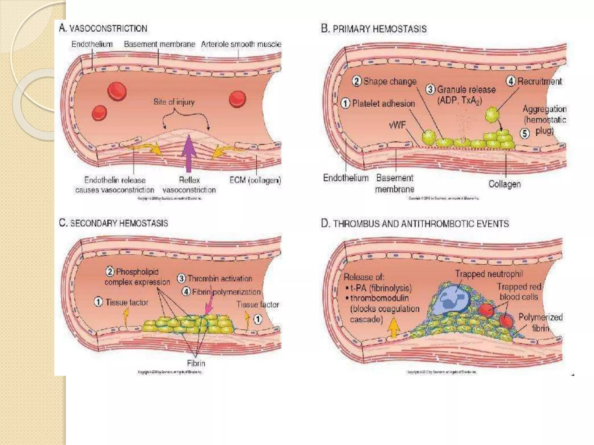 Hemostasis and blood coagulation general pathology | PPTX