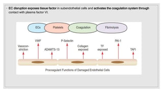 ◦ EC disruption exposes tissue factor in subendothelial cells and activates the coagulation system through
contact with plasma factor VI.
 