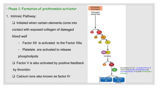 ◦ Phase 1: Formation of prothrombin activator
1. Intrinsic Pathway:
 Initiated when certain elements come into
contact with exposed collagen of damaged
blood wall
− Factor XII is activated to the Factor XIIa
− Platelets are activated to release
phospholipids
 Factor V is also activated by positive feedback
by thrombin
 Calcium ions also known as factor IV
 