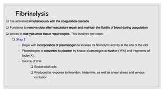 Fibrinolysis
 It is activated simultaneously with the coagulation cascade.
 Functions to remove clots after vasculature repair and maintain the fluidity of blood during coagulation
 serves in clot lysis once tissue repair begins. This involves two steps:
 Step 1:
− Begin with incorporation of plasminogen to localize its fibrinolytic activity at the site of the clot
− Plasminogen is converted to plasmin by tissue plasminogen activator (tPA) and fragments of
factor XII.
− Source of tPA:
 Endothelial cells
 Produced in response to thrombin, histamine, as well as shear stress and venous
occlusion
 