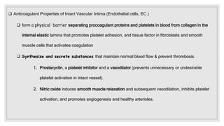  Anticoagulant Properties of Intact Vascular Intima (Endothelial cells, EC )
 form a physical barrier separating procoagulant proteins and platelets in blood from collagen in the
internal elastic lamina that promotes platelet adhesion, and tissue factor in fibroblasts and smooth
muscle cells that activates coagulation
 Synthesize and secrete substances that maintain normal blood flow & prevent thrombosis.
1. Prostacyclin, a platelet inhibitor and a vasodilator (prevents unnecessary or undesirable
platelet activation in intact vessel).
2. Nitric oxide induces smooth muscle relaxation and subsequent vasodilation, inhibits platelet
activation, and promotes angiogenesis and healthy arterioles.
 