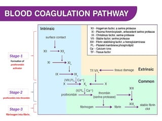 Clot Retraction Process Hemostasis, (Blood clotting), Blood Coagulation, Clot retraction. pptx ...