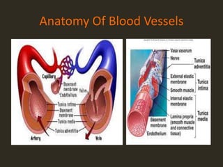 Anatomy Of Blood Vessels
 