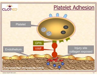 Platelet Adhesion

              Platelet




                           GPIb

  Endothelium              VWF                                                 Injury site
                                                                           collagen exposed

                                                        COL
                                        COL
                                              COL     CO
                                                        L           COL

                                      VWF                            VWF
                                                    VWF
                                                              VWF
Subendothelial extracellular matrix
www.CLOT-ED.com                                                                               12
 