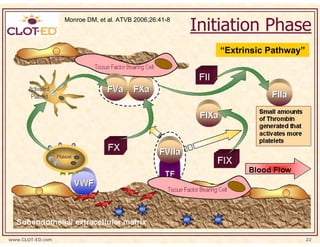 Initiation Phase
                  Monroe DM, et al. ATVB 2006;26:41-8




                                                           “Extrinsic Pathway”




www.CLOT-ED.com                                                                  22
 