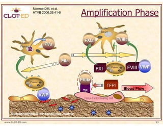 Amplification Phase
                  Monroe DM, et al.
                  ATVB 2006;26:41-8




www.CLOT-ED.com                                         23
 