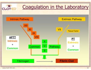 Coagulation in the Laboratory

         Intrinsic Pathway                                 Extrinsic Pathway

                       XII
                             XI                      VII        Tissue Factor
                                  IX
       APTT                         VIII
                                                                   PT
     Intrinsic                             X                    Extrinsic
         +
                               Common      V    Pathway             +
     Common
                                           II                   Common



                  Fibrinogen                              Fibrin Clot

www.CLOT-ED.com                                                                 28
 
